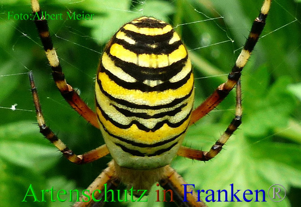 Copyright AiF - Albert Meier Bild zum Eintrag (94966-160)