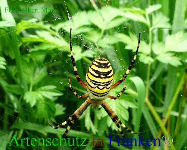 Copyright AiF - Albert Meier Bild zum Eintrag (94967-160)