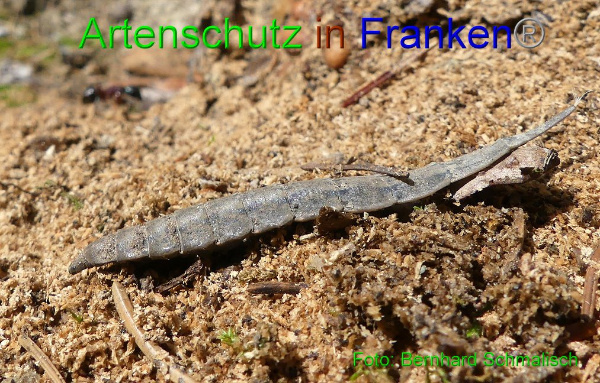 Copyright AiF / Bernhard Schmalisch Bild zum Eintrag (95030-160)
