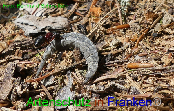 Copyright AiF / Bernhard Schmalisch Bild zum Eintrag (95031-160)