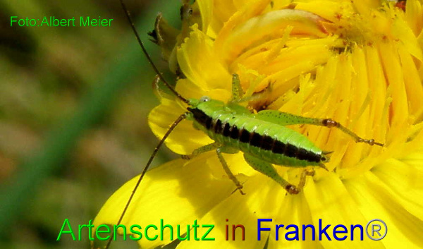 Copyright AiF - Albert Meier Bild zum Eintrag (95063-160)