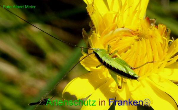 Copyright AiF - Albert Meier Bild zum Eintrag (95064-160)