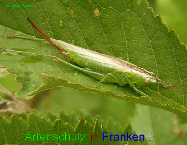 Copyright AiF - Albert Meier Bild zum Eintrag (95069-160)