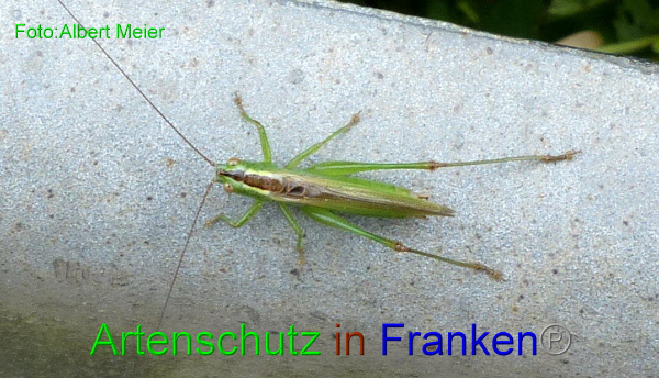 Copyright AiF - Albert Meier Bild zum Eintrag (95070-160)