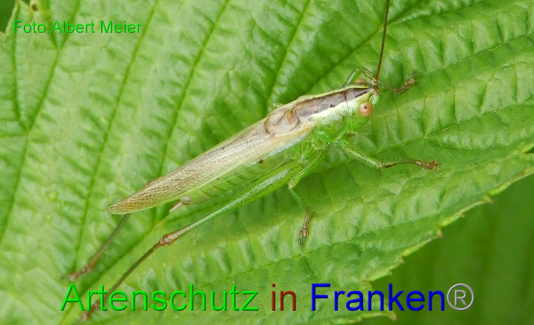 Copyright AiF - Albert Meier Bild zum Eintrag (95071-160)
