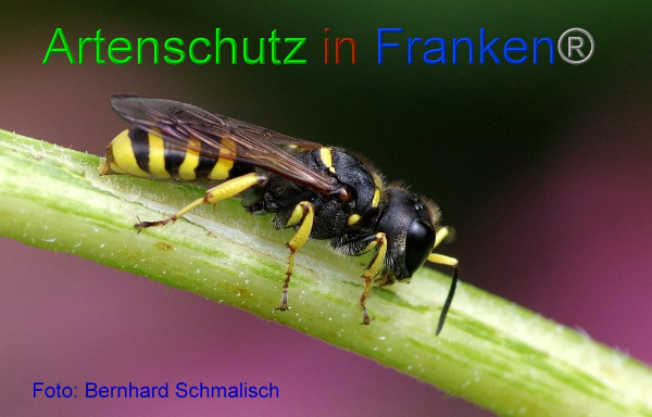 Copyright AiF / Bernhard Schmalisch Bild zum Eintrag (95084-160)