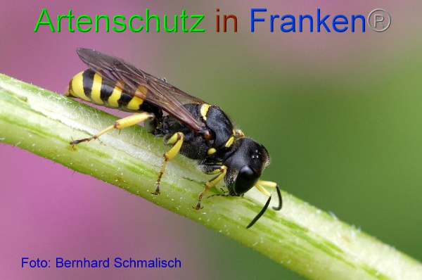 Copyright AiF / Bernhard Schmalisch Bild zum Eintrag (95085-160)