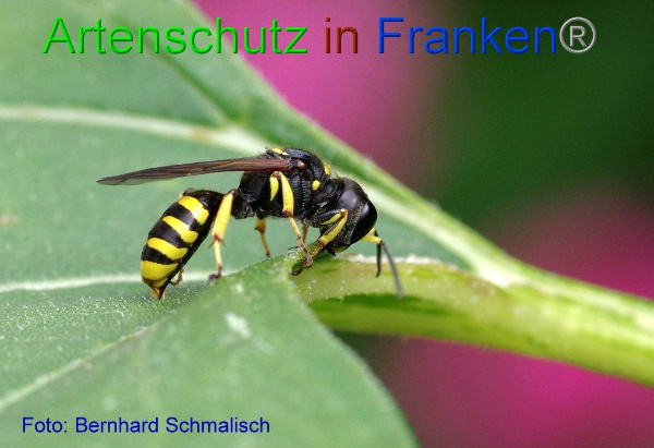 Copyright AiF / Bernhard Schmalisch Bild zum Eintrag (95086-160)