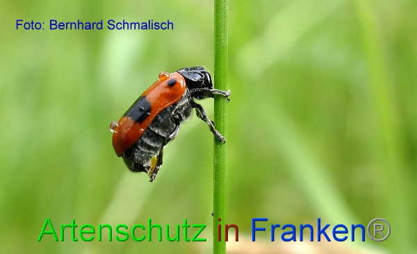 Copyright AiF / Bernhard Schmalisch Bild zum Eintrag (95088-160)
