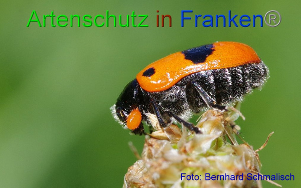 Copyright AiF / Bernhard Schmalisch Bild zum Eintrag (95089-160)