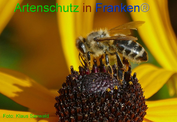 Copyright AiF - Klaus Sanwald Bild zum Eintrag (95093-160)