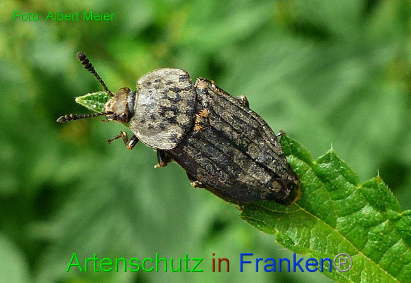 Copyright AiF - Albert Meier Bild zum Eintrag (95099-160)