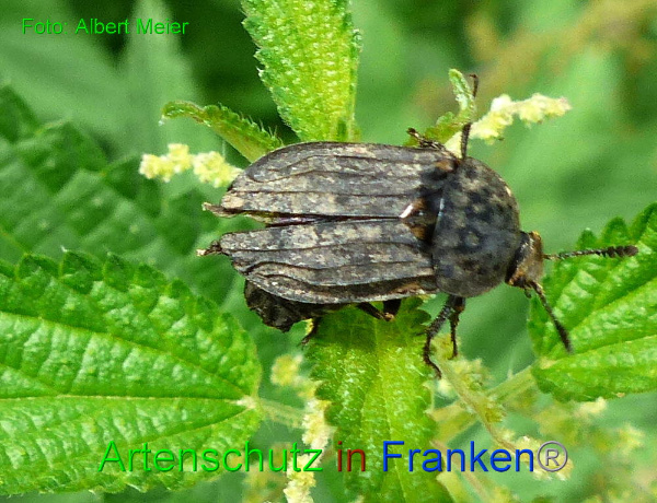 Copyright AiF - Albert Meier Bild zum Eintrag (95100-160)