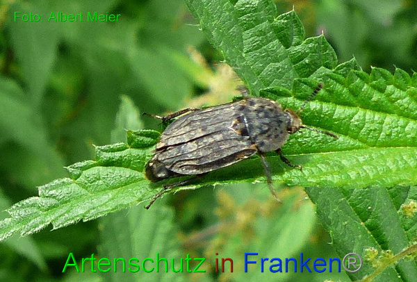Copyright AiF - Albert Meier Bild zum Eintrag (95101-160)