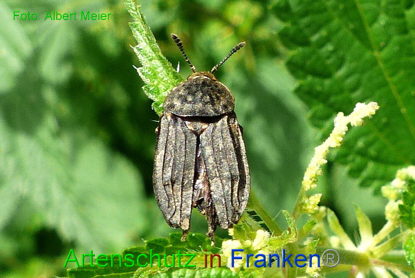 © Artenschutz in Franken® Bild zum Eintrag (95102-160)