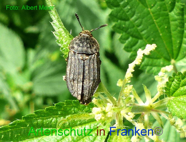 Copyright AiF - Albert Meier Bild zum Eintrag (95103-160)