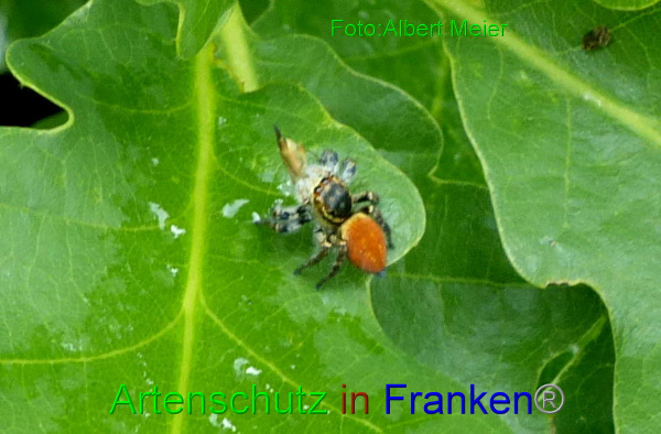 Copyright AiF - Albert Meier Bild zum Eintrag (95116-160)