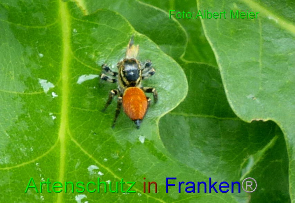 Copyright AiF - Albert Meier Bild zum Eintrag (95117-160)