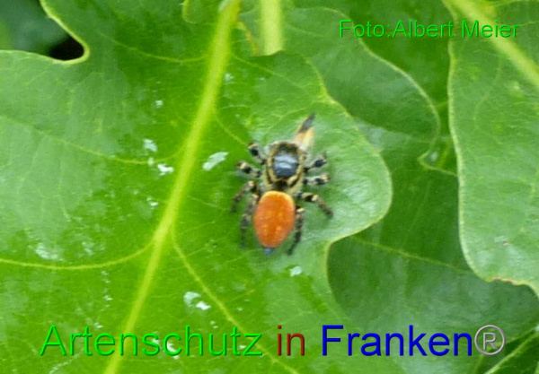 Copyright AiF - Albert Meier Bild zum Eintrag (95118-160)