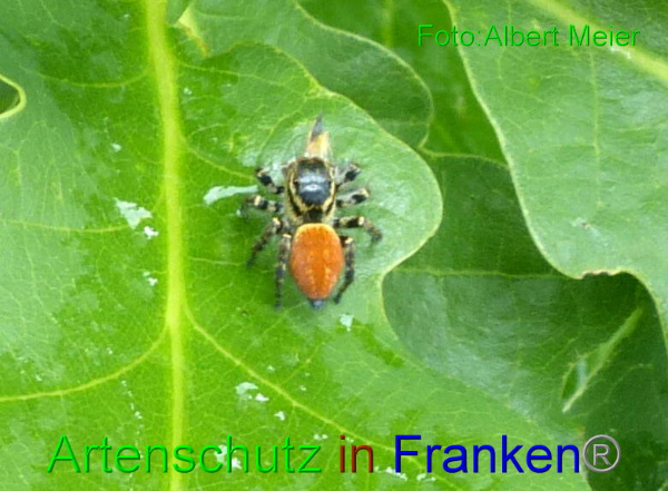 Copyright AiF - Albert Meier Bild zum Eintrag (95119-160)