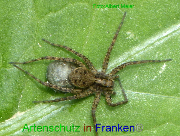 Copyright AiF - Albert Meier Bild zum Eintrag (95122-160)