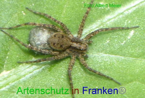 Copyright AiF - Albert Meier Bild zum Eintrag (95123-160)