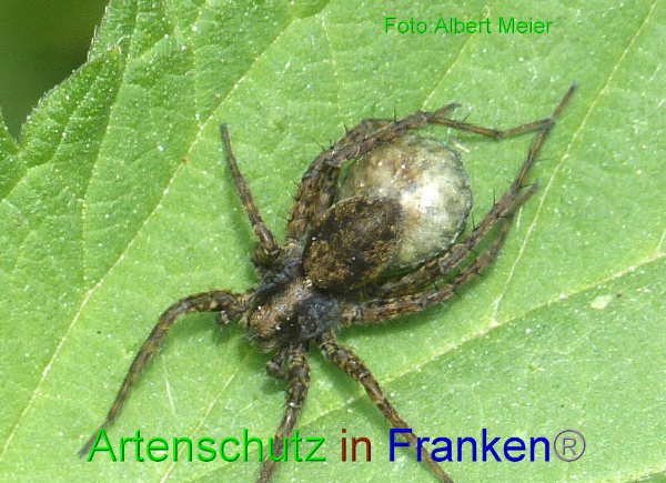 Copyright AiF - Albert Meier Bild zum Eintrag (95124-160)