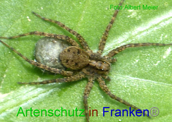 Copyright AiF - Albert Meier Bild zum Eintrag (95125-160)