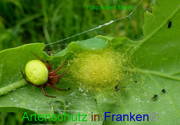 Copyright AiF - Albert Meier Bild zum Eintrag (95127-160)
