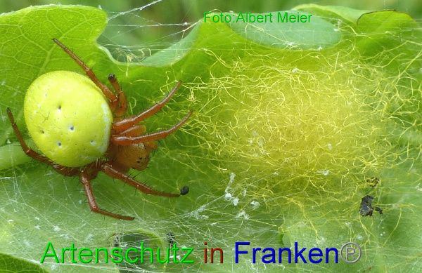 Copyright AiF - Albert Meier Bild zum Eintrag (95129-160)