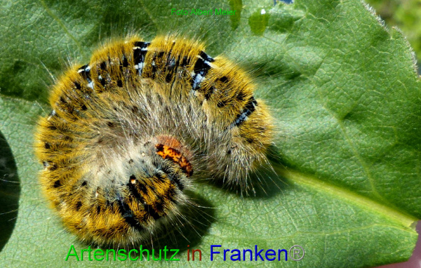 Copyright AiF - Albert Meier Bild zum Eintrag (95150-160)