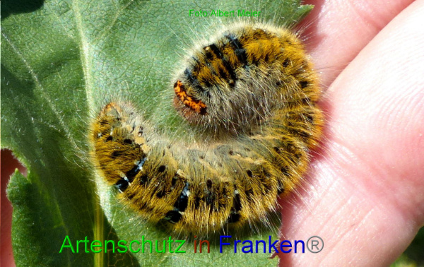 Copyright AiF - Albert Meier Bild zum Eintrag (95151-160)