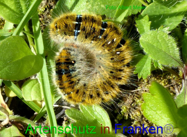 Copyright AiF - Albert Meier Bild zum Eintrag (95152-160)