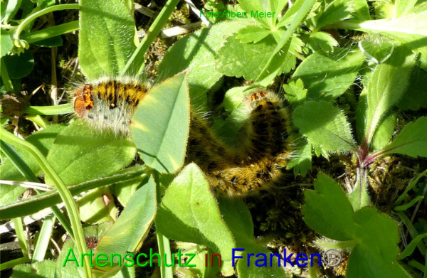 Copyright AiF - Albert Meier Bild zum Eintrag (95154-160)