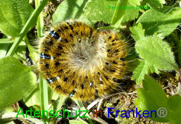 Copyright AiF - Albert Meier Bild zum Eintrag (95155-160)