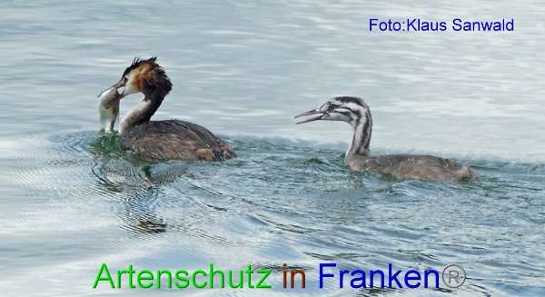 Copyright AiF - Klaus Sanwald Bild zum Eintrag (95160-160)