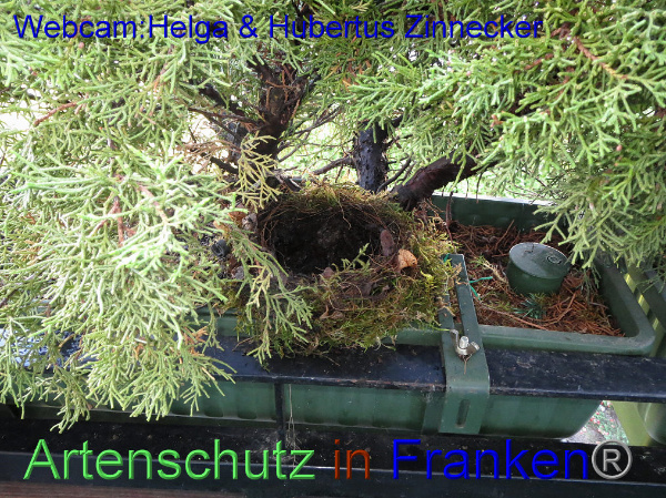 Copyright AiF / Webcam - Helga & Hubertus Zinnecker Bild zum Eintrag (95171-160)