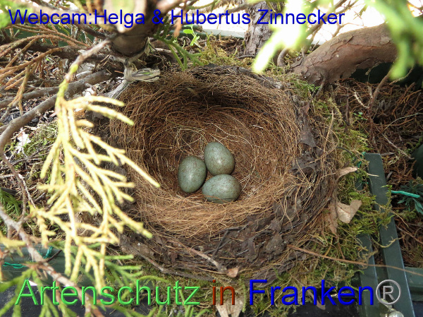 Copyright AiF / Webcam - Helga & Hubertus Zinnecker Bild zum Eintrag (95176-160)