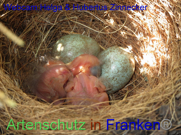 Copyright AiF / Webcam - Helga & Hubertus Zinnecker Bild zum Eintrag (95178-160)