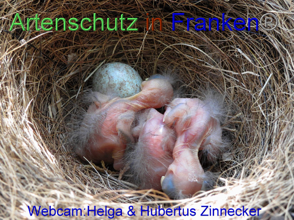 Copyright AiF / Webcam - Helga & Hubertus Zinnecker Bild zum Eintrag (95179-160)