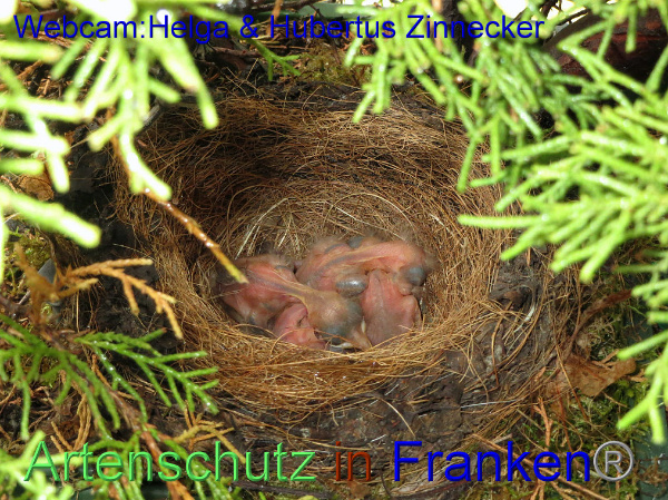 Copyright AiF / Webcam - Helga & Hubertus Zinnecker Bild zum Eintrag (95180-160)
