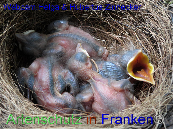 Copyright AiF / Webcam - Helga & Hubertus Zinnecker Bild zum Eintrag (95181-160)