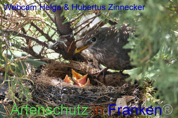 Copyright AiF / Webcam - Helga & Hubertus Zinnecker Bild zum Eintrag (95182-160)