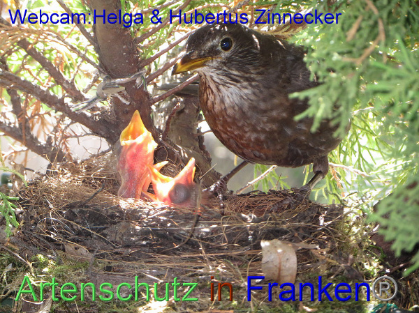 Copyright AiF / Webcam - Helga & Hubertus Zinnecker Bild zum Eintrag (95183-160)