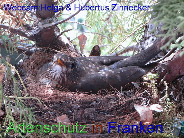 Copyright AiF / Webcam - Helga & Hubertus Zinnecker Bild zum Eintrag (95185-160)