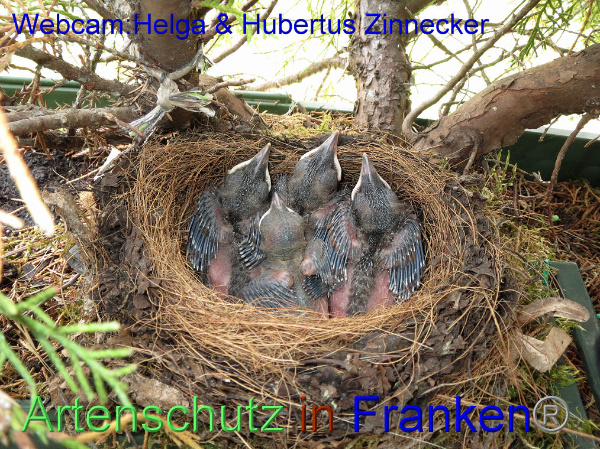 Copyright AiF / Webcam - Helga & Hubertus Zinnecker Bild zum Eintrag (95186-160)