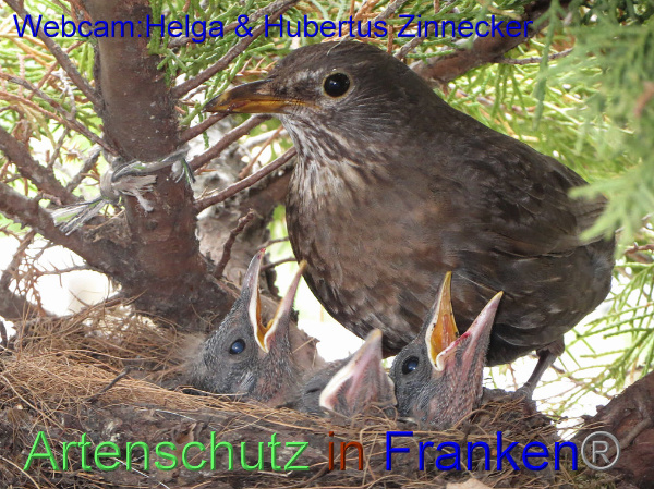 Copyright AiF / Webcam - Helga & Hubertus Zinnecker Bild zum Eintrag (95187-160)