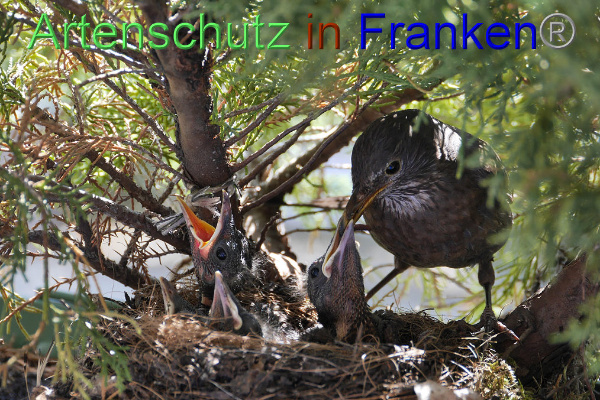 Copyright AiF / Webcam - Helga & Hubertus Zinnecker Bild zum Eintrag (95188-160)