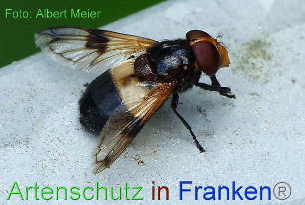 Copyright AiF - Albert Meier Bild zum Eintrag (95210-160)