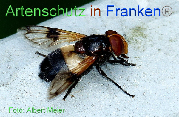 Copyright AiF - Albert Meier Bild zum Eintrag (95211-160)